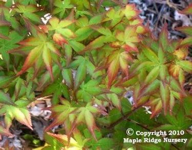 Acer palmatum 'Komachi hime' Dwarf Japanese Maple - Maple Ridge Nursery